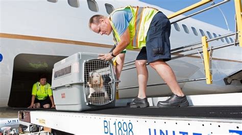 pet transport by air.